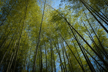 Bamboo Forest Arashiyama, Kyoto