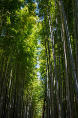 Fototapeta na wymiar Bamboo Forest Arashiyama, Kyoto