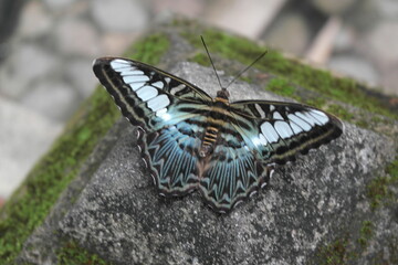 butterfly on leaf