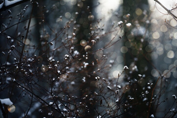Branches of plants in the winter forest, garden. sparkling snowflakes and sunlight. abstract natural winter background.
