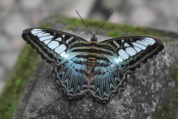 butterfly on a leaf