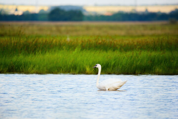 Mute swan juvenile swimming on lake