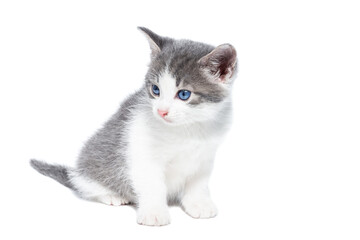 kitten on a white background.