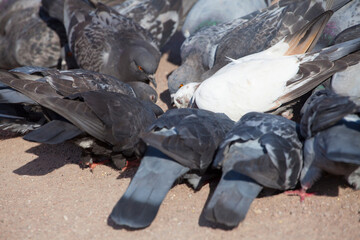 Many pigeons chill on the asphalt. Gray pigeons