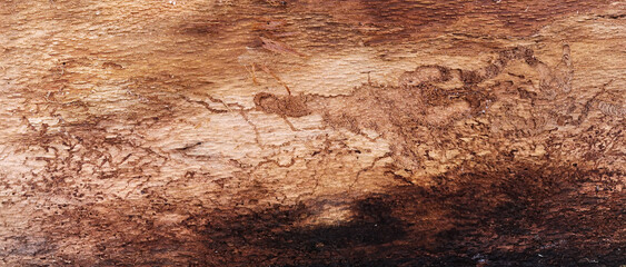 natürlicher holzstamm, unbehandelt und ökologisch, rohes buchen holz, leichter käferbefall und fraßspuren, trocknungsrisse, leichte feuchtigkeit, schöne maserung, horizontales panorama