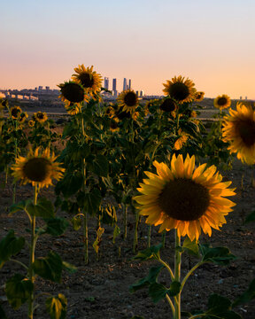 Field of yellow sunflowers in spring. Sunflowers from Spain.