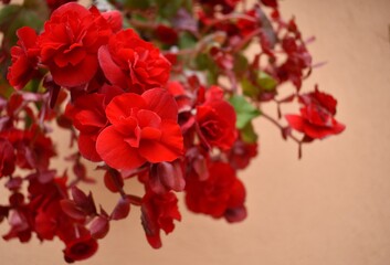 red and white flowers