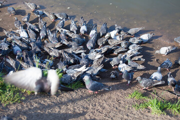 Obraz premium Many pigeons chill on the asphalt. Gray pigeons with red paws