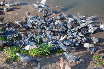 Many pigeons chill on the asphalt. Gray pigeons with red paws