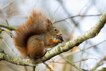 Fototapeta premium Curious red squirrel, sciurus vulgaris, biting cone on branch in autumn nature. Little animal with bushy tail sitting on twig in forest. Interested orange mammal looking on tree.