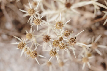 High angle shot of dried thistles in a field under the sunlight with a blurry background