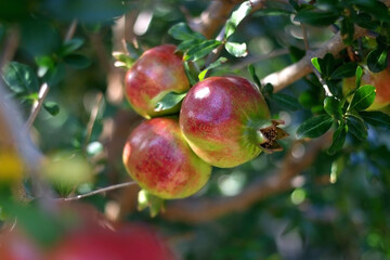 Pomegranates growing in a garden. Selective focus.