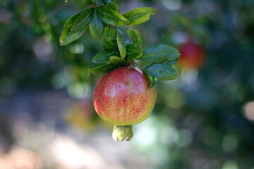 Pomegranates growing in a garden. Selective focus.