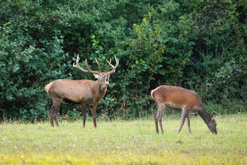 Red deer, cervus elaphus, stag roaring on a meadow in autumnal rutting season with hind grazing around. Male mammal with antlers bellowing with open mouth in nature