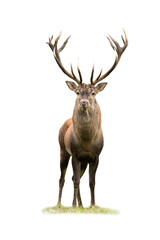 Curious red deer, cervus elaphus, stag looking into camera isolated on white background. Majestic...