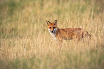 Alert red fox, vulpes vulpes, standing on a meadow with dry yellow grass in autumn. Pastel colored scenery from wilderness with wild mammal looking into camera with copy space.