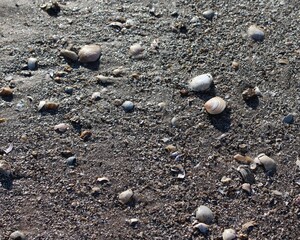 Shells on the beach
