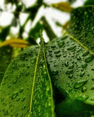 Droplets on leaves.
Can't figure out the relation between a droplets and leaves , both together...