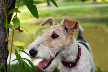 young pretty dog fox terrier outside in green park