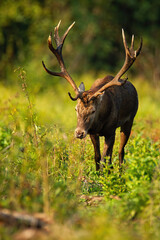 Massive red deer, cervus elaphus, stag approaching from front view on glade in riparian forest. Male mammal with massive antlers coming forward in vertical composition at sunset.