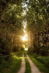 Trail in the colorful green spring forest in Hungary