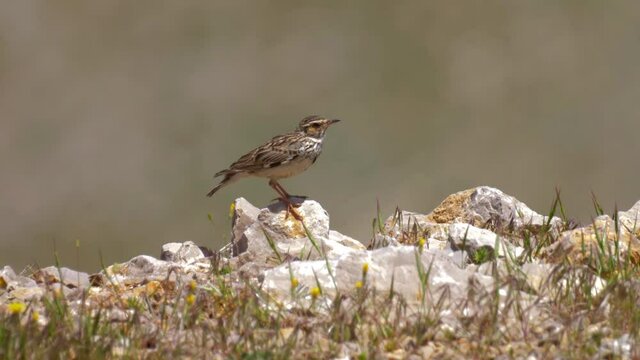 Skylark on rock, Mount Hermon
Cloe up shot, North, Israel
