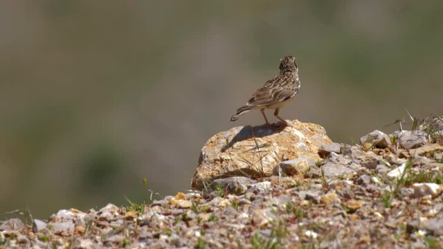 Skylark on rock, Mount Hermon
Cloe up shot, North, Israel
