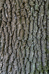 Oak tree bark. Wooden background.
