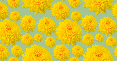 Pattern of yellow chrysanthemums on a light green background