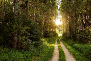 Trail in the colorful green spring forest in Hungary