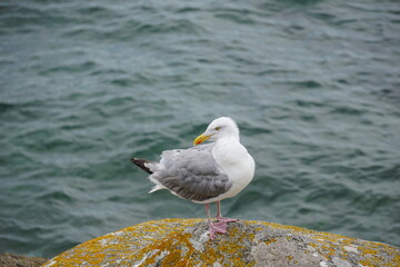Goéland vu de profil . © Richard