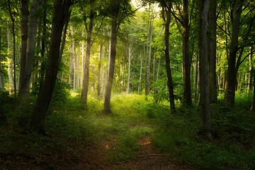 Foto op Plexiglas anti-reflex Colorful vivid green spring enchanted forest © Creaturart