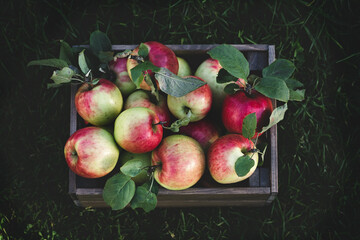Apples in wooden crate in garden