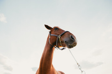 Naklejka premium Beautiful horse outdoors enjoying nature