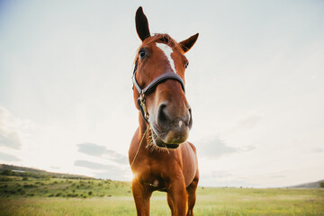 Fototapeta premium Beautiful horse outdoors enjoying nature