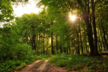 Trail in the colorful green spring forest in Hungary