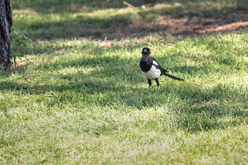 Magpie (Pica pica) of the corvidae family walking through the grass of a city park