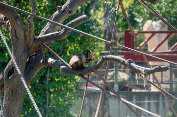 Capuchin monkey eating a fruit on a tree branch