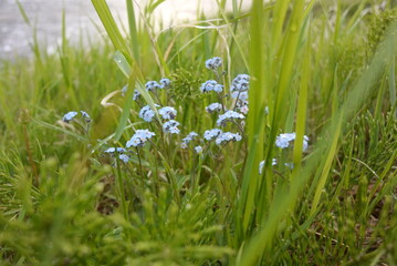 flowers of the North of Russia near the banks of rivers and lakes
