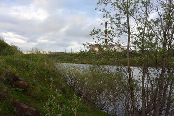flowers of the North of Russia near the banks of rivers and lakes