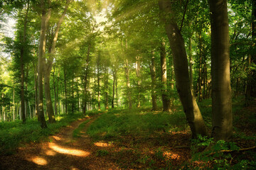 Fototapeta na wymiar Trail in the colorful green spring forest in Hungary