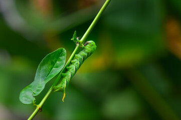 The privet hawk moth caterpillar  (Sphinx ligustri)