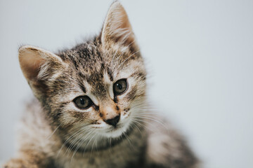 Beautiful adopted kitty portrait taken indoor. 