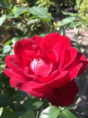 rote Rose