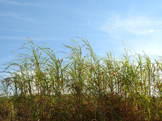 Naklejka premium Grassland fluttering in the wind, lit by the sun, on a clear blue sky day.