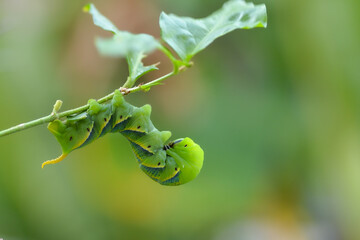 Close-up green caterpillar of the Hawk-moth on natural background 