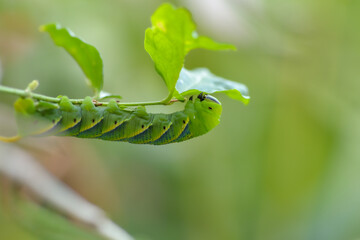 Close-up green caterpillar of the Hawk-moth on natural background 