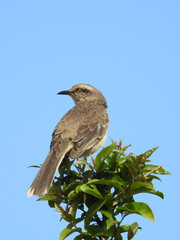 Close-up of a beautiful bird perched on a tree top on a sunny blue sky day, seen from behind but with his face turned to the side.