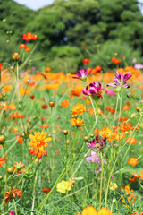 コスモス畑 花畑 パープル