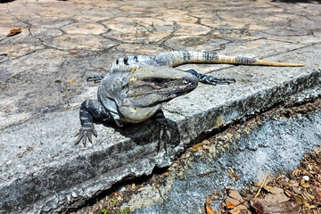 Iguana close-up. A large gray striped reptile sits on a stone path. The head is turned in profile. Eyes, nostrils, fingers, claws, a comb on the back, scales on the skin are visible. Mexico.